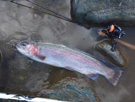 70㎝は釣れたけど 天竜川ルアーフライ専用区